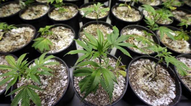 The mandatory minimum punishment laws for the production of a controlled substance, contrary to Section 7(1) of the Controlled Drugs Substances Act, was struck down as unconstitutional by the Ontario of the Appeal.